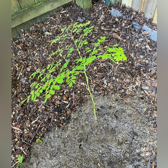 Moringa tree, baby. Nice route and bulb system so it has enough energy to ship. - Picture 10 of 12